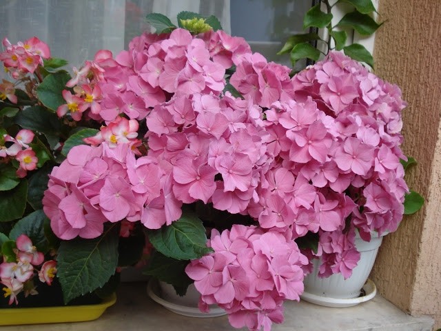 idées-déco-balcon-pot-fleurs-hortensia-rose