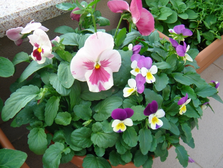 idées-déco-balcon-pot-fleurs-violettes-jardinieres