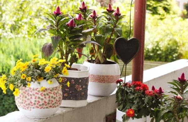 idées-différentes-espèces plantes à fleurs balcon