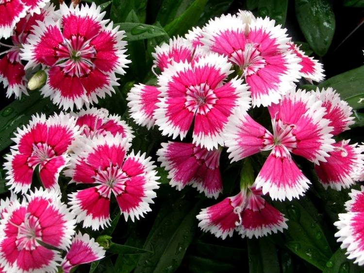 idée plantes à fleurs balcon-œillets-Dianthus