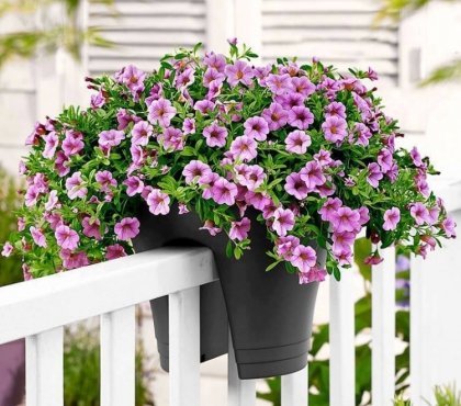 idées-déco-balcon-plantes-pot-fleurs-couleur-violette