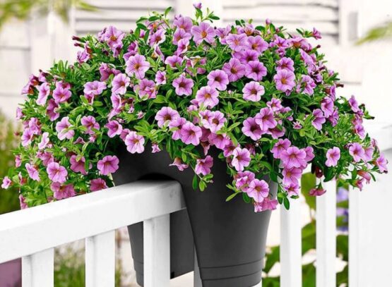 idées-déco-balcon-plantes-pot-fleurs-couleur-violette