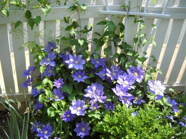 idées-déco-balcon-pot-fleurs-couleurs-bleues