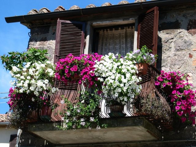 idées-déco-balcon-pot-fleurs-cyclamen-petunia