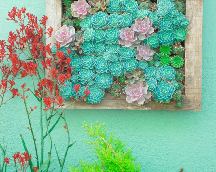 mur végétal intérieur plantes succulentes