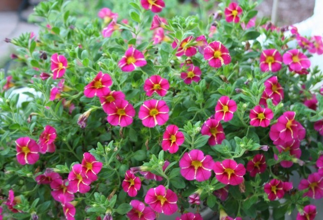plantes pour balcon Calibrachoa-peux-prétentieux
