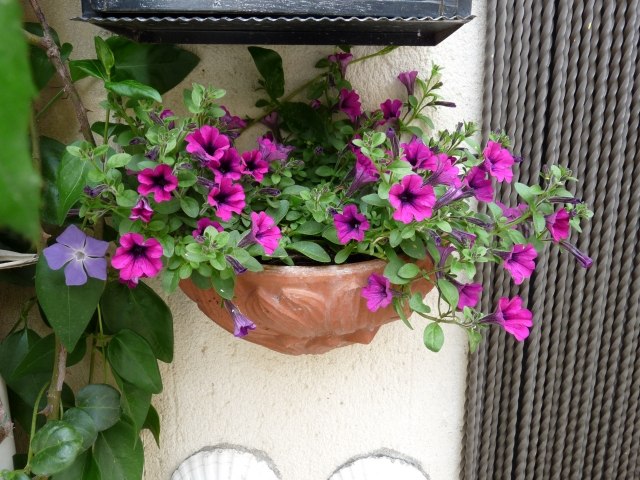 plantes pour balcon calibrachoa-lila-pot-céramique