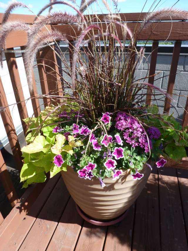 plantes pour balcon Calibrachoa-graminées-ornementales