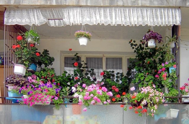 plantes-balcon-géranium-pots-suspendus plantes balcon
