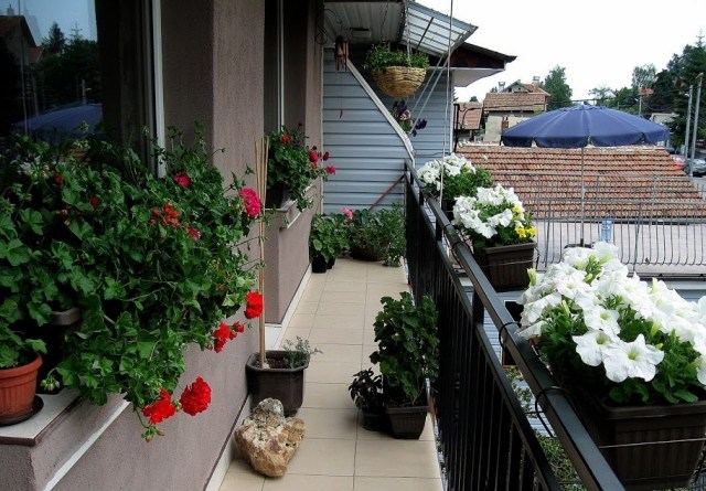 plantes-balcon-pétunias-blanches-géraniums-rouges plantes balcon