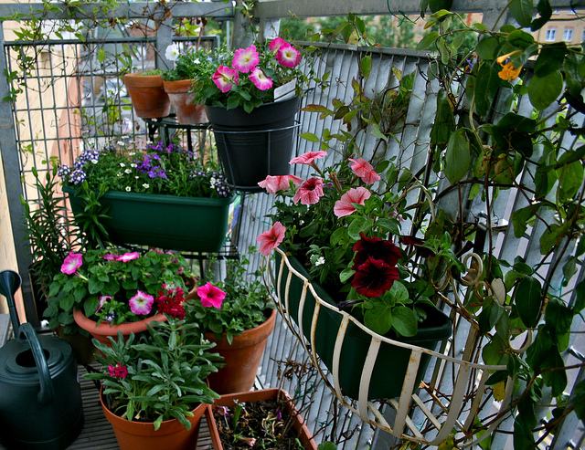 plantes pour balcon pétunias-pots-jardinières