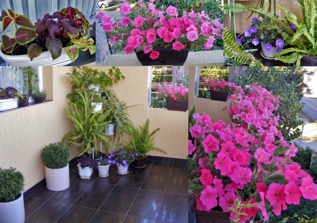 plantes-balcon-pétunias-roses-fougère plantes balcon