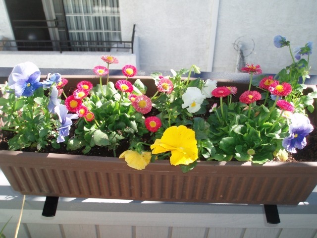 plantes pour balcon pâquerette-bellis-perennis-pensées