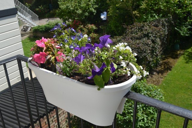 plantes pour balcon pétunias-balconnière-parapet