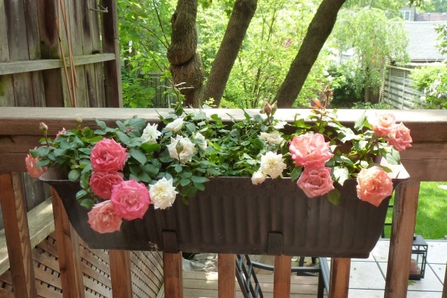 plantes-balcon-roses-couleurs-pastel-jardinière