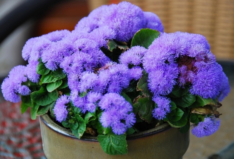 plantes à fleurs balcon-agérate-bleue-Ageratum