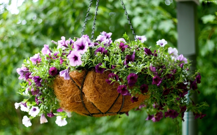 plantes à fleurs balcon-pétunia-pot-suspendu