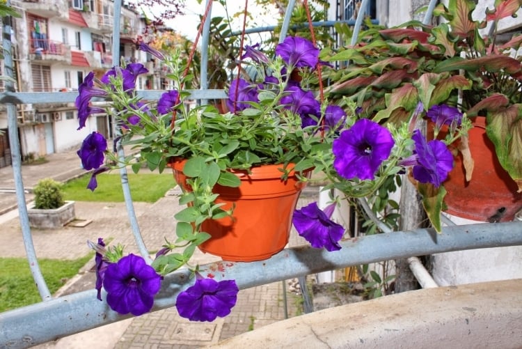 plantes à fleurs balcon-pétunias-violets-pot