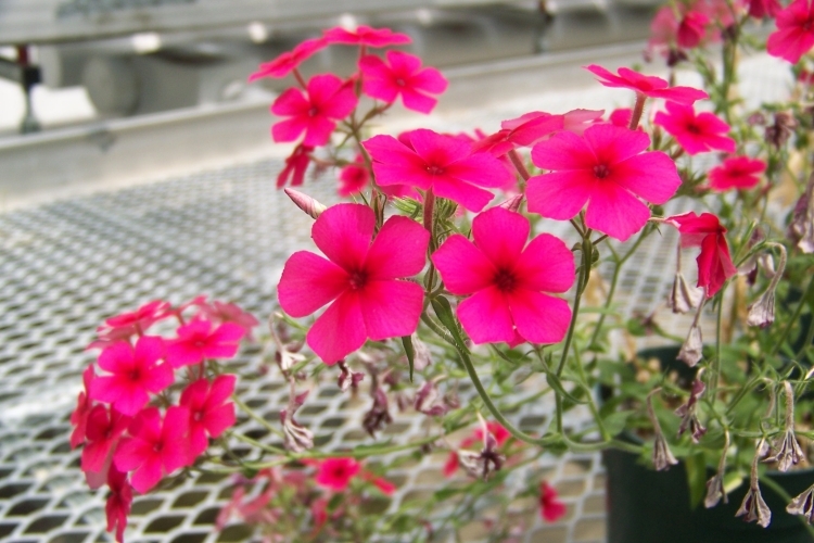 plantes à fleurs balcon phlox-subulata-rose