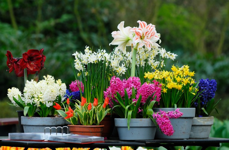plantes-fleurs-jonquilles-jacinthes-tulipes