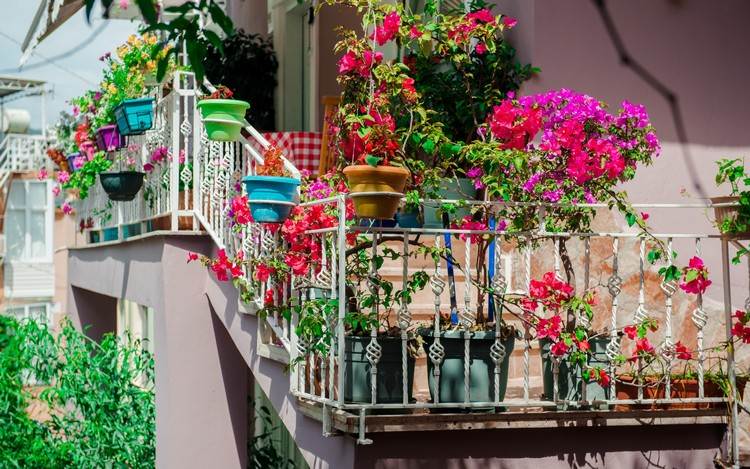 plantes à fleurs