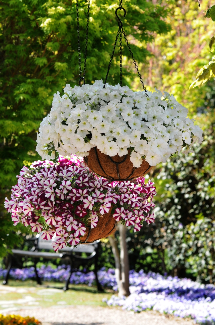 pot-fleurs-suspendu-fibres-coco-pétunias-blanches pot de fleurs suspendu