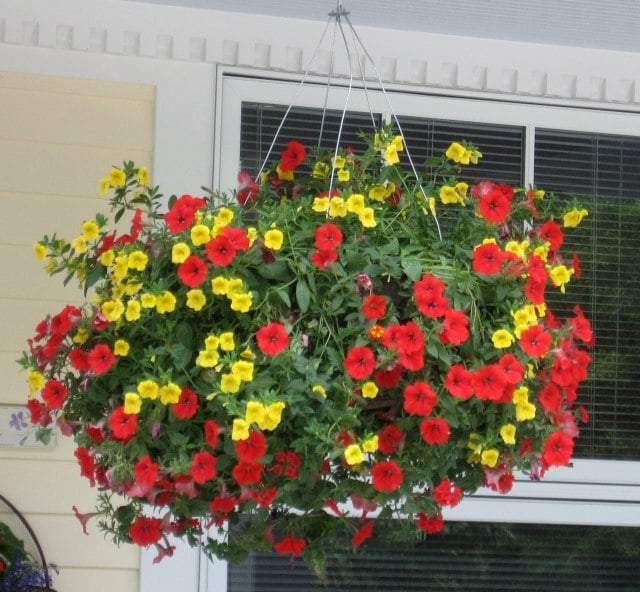 pot-fleurs-suspendu-pétunia-rouge-jaune pot de fleurs suspendu