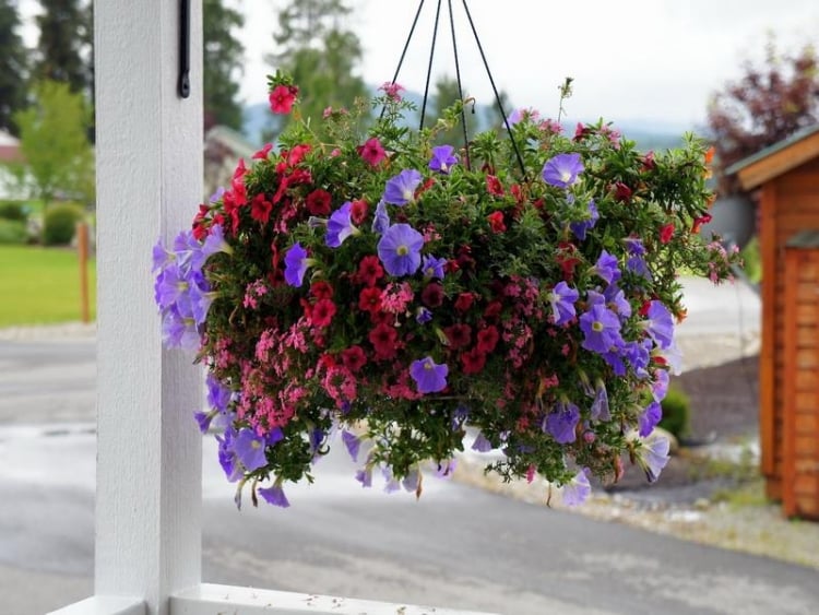 pot-fleurs-suspendu-pétunias-bleues-roses pot de fleurs suspendu