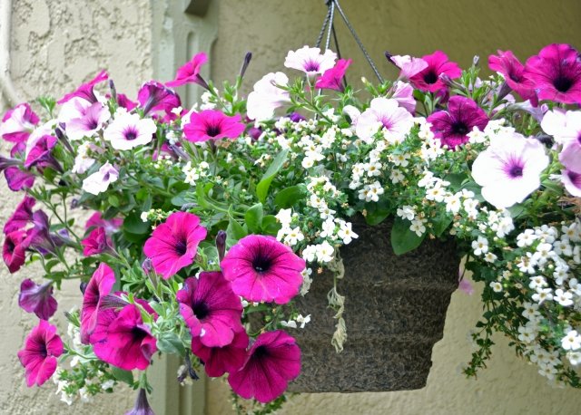 pot-fleurs-suspendu-pierre-pétunias-rose-blanc pot de fleurs suspendu