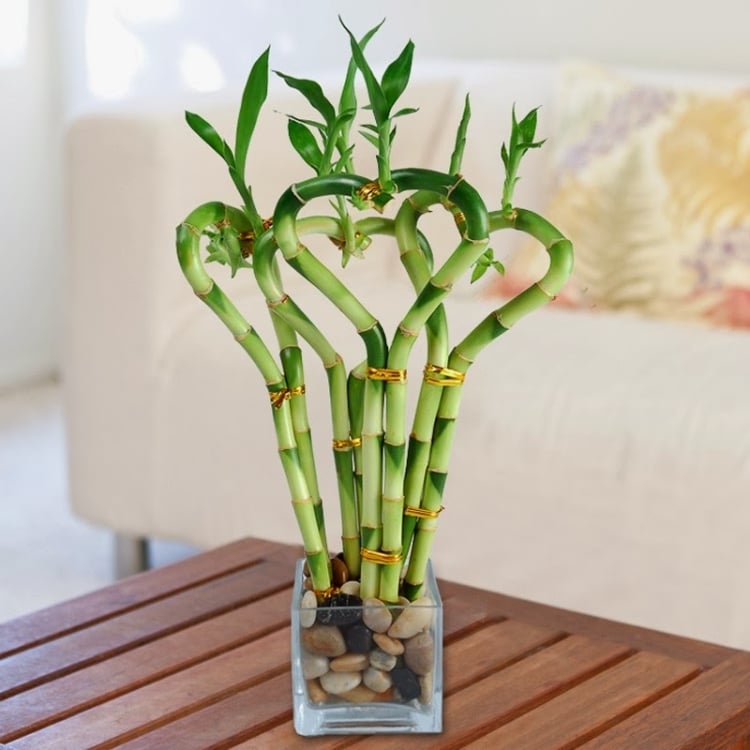 tiges-bambou-forme-coeurs-vase-carré-verre-galets
