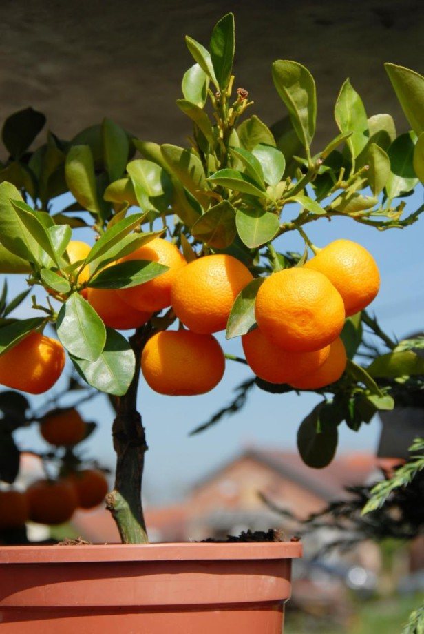 arbre fruitier en pot Citrus-reticulata-mandarinier