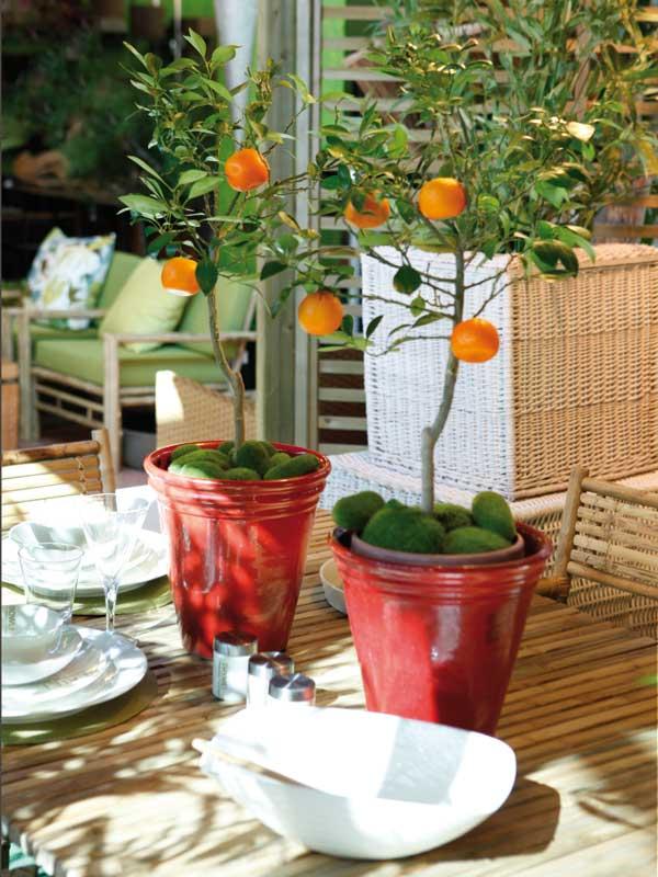 arbre fruitier en pot calamondins-pots-décoration