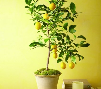 arbre fruitier en pot citronnier-magnifique-mousse