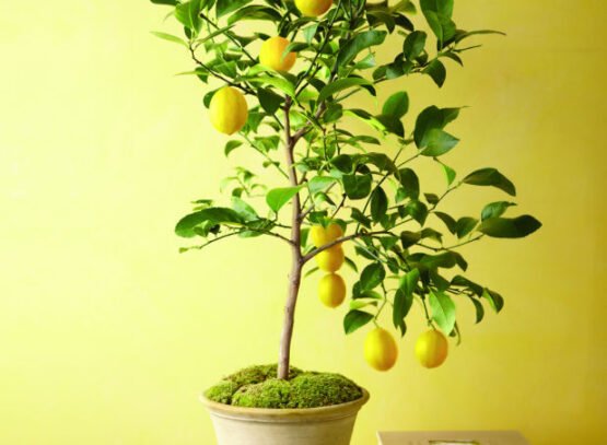 arbre fruitier en pot citronnier-magnifique-mousse