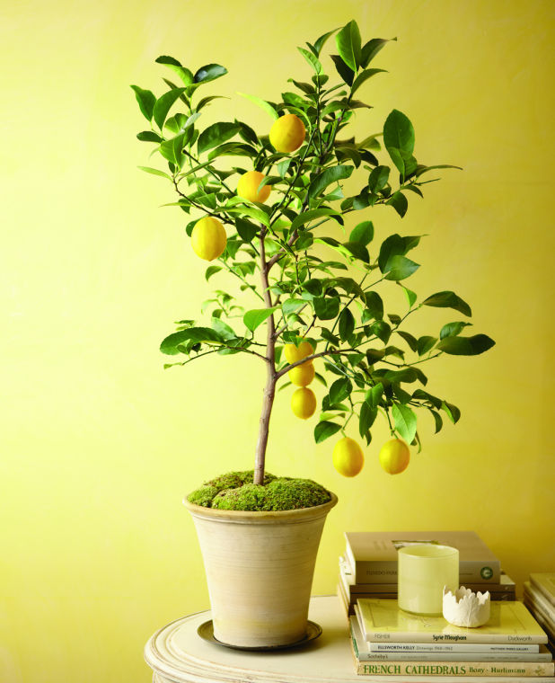 arbre fruitier en pot citronnier-magnifique-mousse