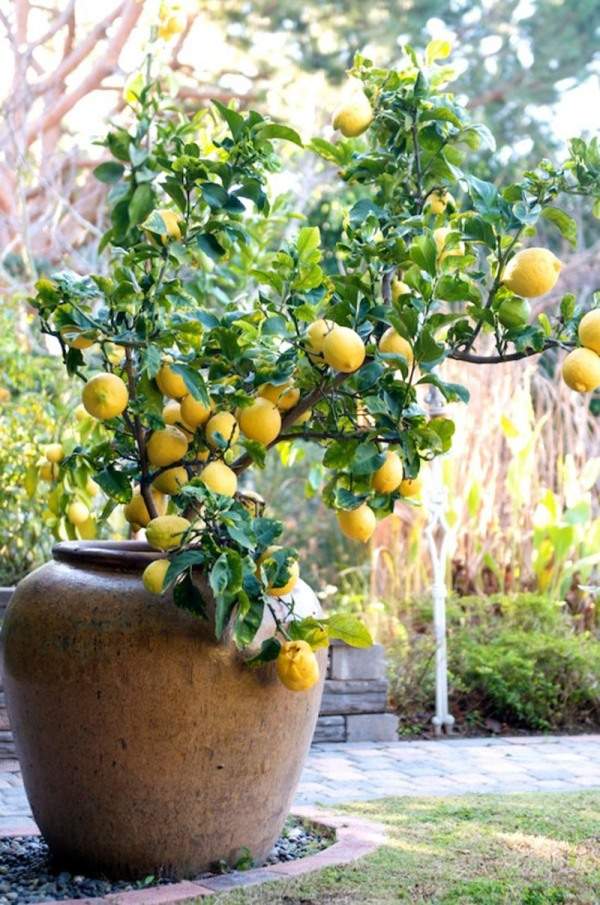 arbre fruitier en pot citronnier-parfumé-joli