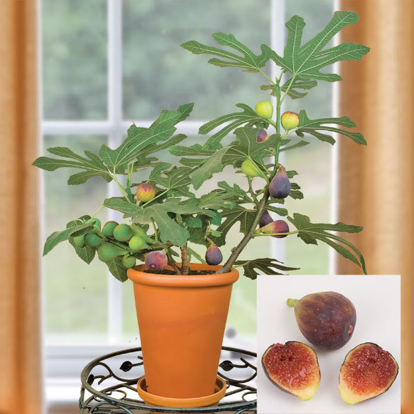 arbre fruitier en pot figuier-pot-figues-délicieuses