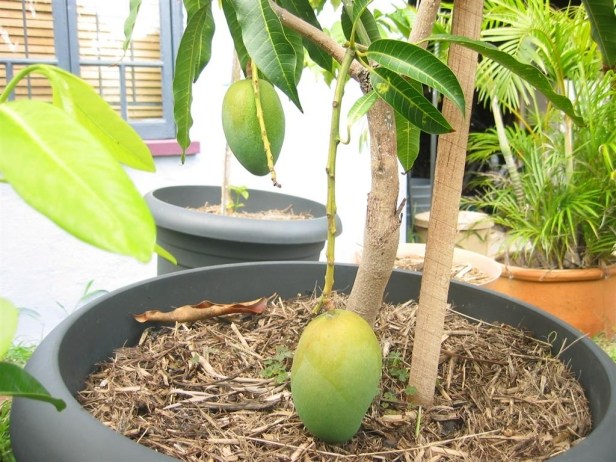 arbre fruitier en pot manguier-exotique-balcon