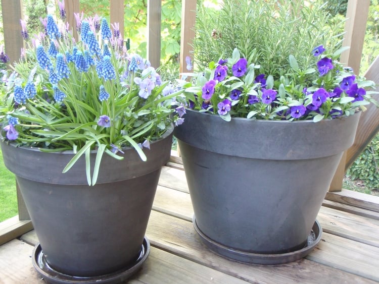 balcon-fleuri-violettes-pots-gris-muscari balcon fleuri