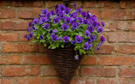 Panier tressé conique suspendu rempli de pensées violettes, accroché sur un vieux mur en briques rouges