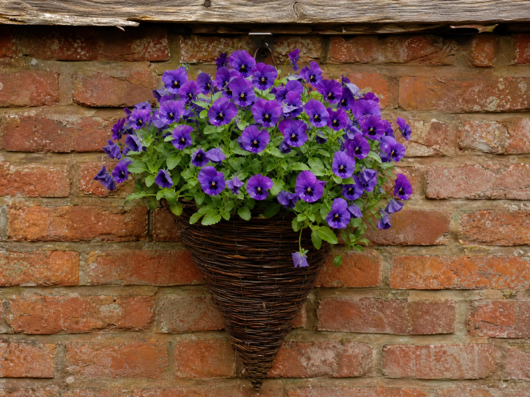 Panier tressé conique suspendu rempli de pensées violettes, accroché sur un vieux mur en briques rouges