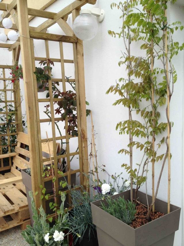 brise-vent-balcon-plantes-grimpantes-support-bois-canape