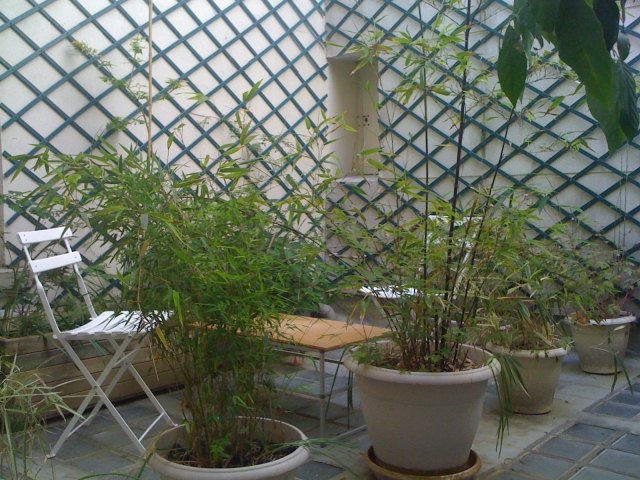 brise-vue balcon  bambou-plantes-pots