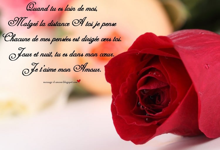 citations St-Valentin -romantiques-image-rose