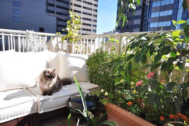 deco-balcon-plantes-grimpantes-jardinières