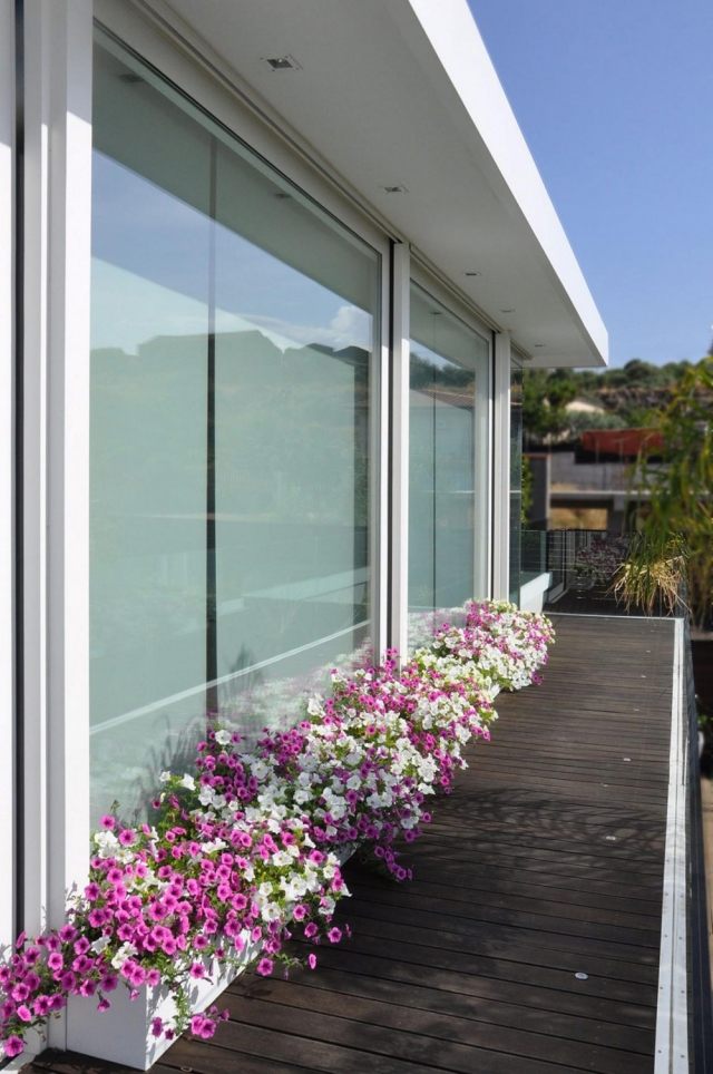 déco balcon deco-balcon-plantes-pétunias-rose-blanc