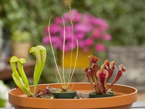 différentes-espèces-plantes-carnivores-pots