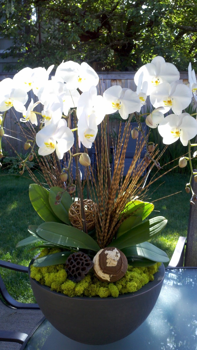 entretien des orchid%C3%A9es blanches pot noir table jardin