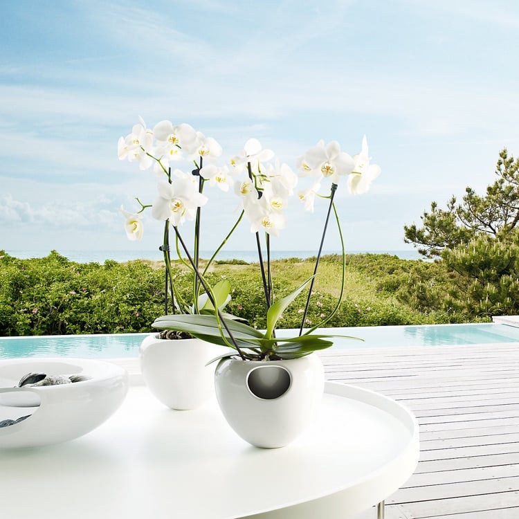 entretien des orchidées -blanches-pots-blancs-design-minimaliste