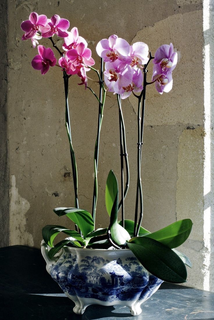 entretien des orchidées -pot-porcelaine-nuances-rose